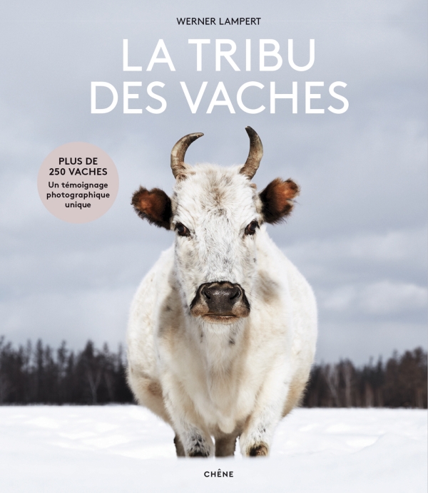 Tribu des vaches